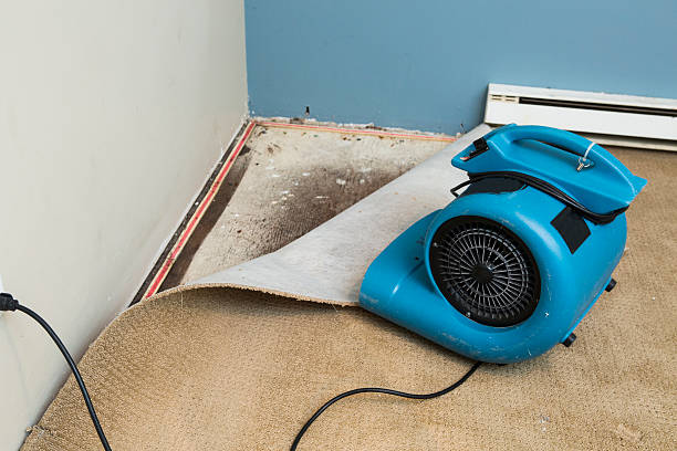 Best Water damage contractors near me  in Bear Creek, AL